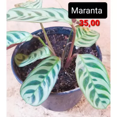 Maranta