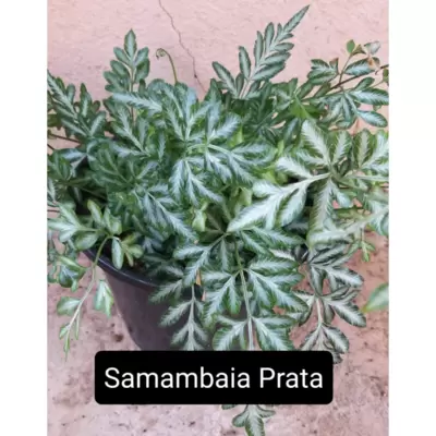 Samambaia Prateada